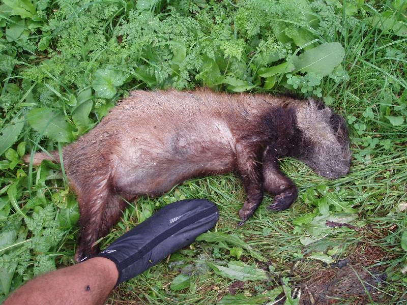 Verkeersslachtoffer
Geen van ons drieÃ«n had al een das in het wild gezien. Jammer genoeg was onze eerste ontmoeting er eentje met een verkeersslachtoffer.
