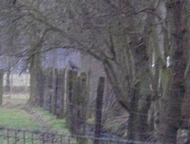 Paalzitter
Ronny had met zijn arendsogen deze buizerd opgemerkt, ergens op een wei paal te Blommerschot in Oostmalle.  Eerst zat hij in de wei, met zijn prooi in de klauwen, toen vloog hij op en ging op de paal zitten.
