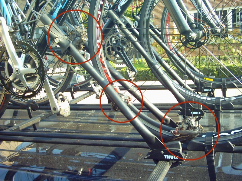 Een Vlucht Spreeuwen Gekruist 1
Raf heeft een groep spreeuwen gekruist en heeft het niet gemerkt. Pas als we de fietsen gaan afladen zien we de pluimen en het bloed hangen.
