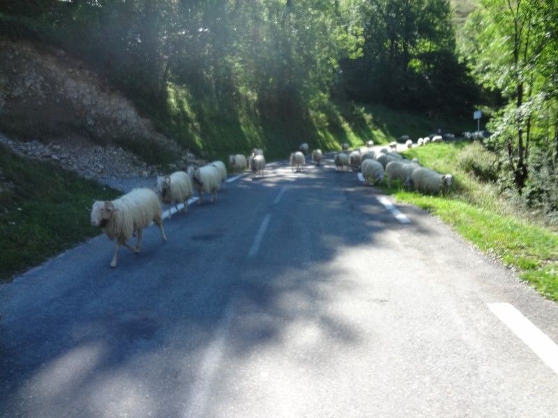 n2012_Pyreneeen12_Herman_20120909_123836_018.JPG