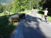 n2012_Pyreneeen12_Herman_20120909_112326_012.JPG