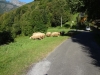 n2012_Pyreneeen12_Herman_20120909_112400_013.JPG