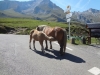 n2012_Pyreneeen12_Herman_20120909_134948_021.JPG