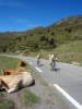 n2012_Pyreneeen12_Herman_20120914_135516_040.JPG