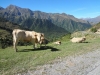 n2012_Pyreneeen12_Herman_20120915_115438_110.JPG