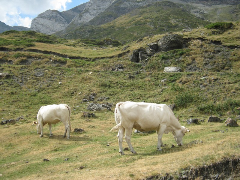 Rustige grazers
Zoals op zovele cols in de PyreneeÃ«n loopt het vee ook op de flanken van de Cirque de Troumouse vrij rond. Van verkeersdrukte hoeven ze zich in elk geval niet veel aan te trekken.

