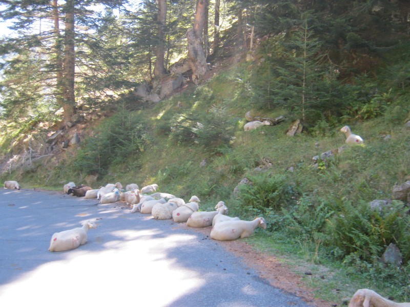 Schapen in de weg
Tijdens de klim naar het Lac de Cap de Long liggen de schapen gewoon op de rijbaan.
