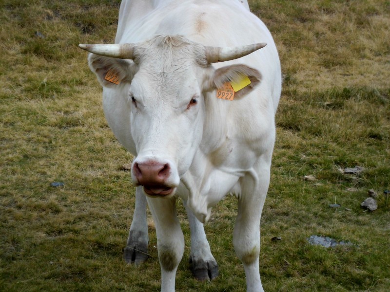 plaatselijke vedette, Bella
je mag er alleen maar naar kijken...
