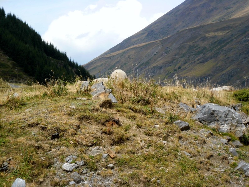 Marmot van dichtbij
het beestje bleef rustig pozeren op amper 5m afstand
