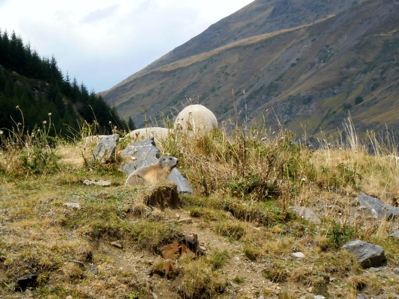 Marmot van dichterbij
