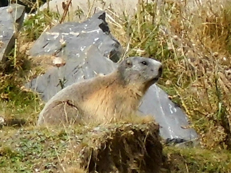 Marmot dichtsbij 
