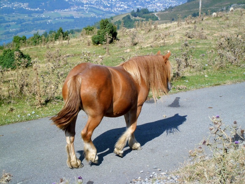 een plaatselijke vedette, Bessy
1 pk
