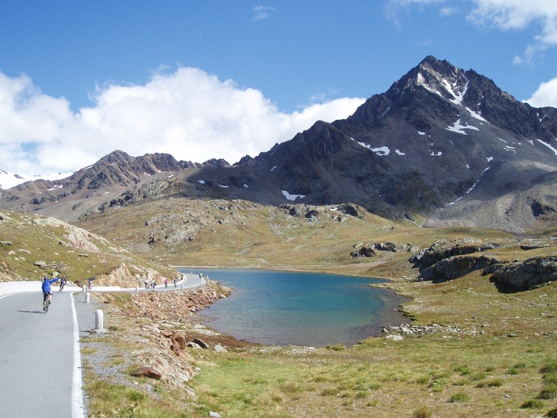 Gavia