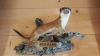 Filename=n2019_kartitsch19_Johan_193_20190906_135803.jpg
Filesize=238KiB
Dimensions=800x450
Date added=Nov 23, 2019 n2019_kartitsch19_Johan_193_20190906_135803.jpg